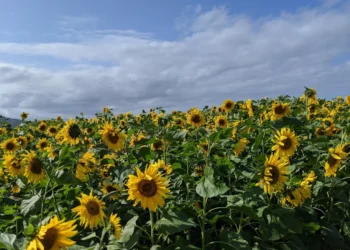Sao Miguel Hikes Feature