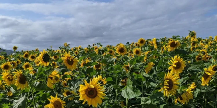 Sao Miguel Hikes Feature