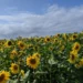 Sao Miguel Hikes Feature