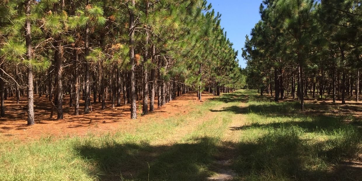 PGE l Woodpecker Trail Olive Farm l Longleaf Pine Forest