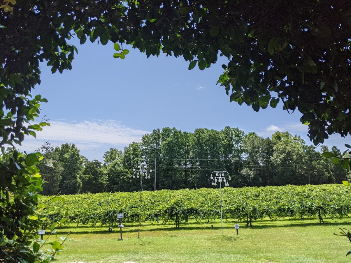 PGE l Watermelon Creek Winery l A glimpse of the vineyards