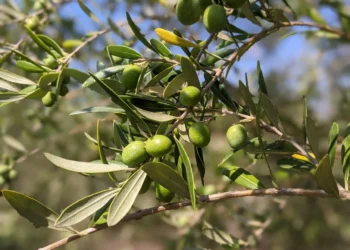 Woodpecker Trail Olive Farm Feature