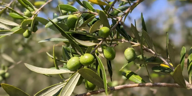 Woodpecker Trail Olive Farm Feature