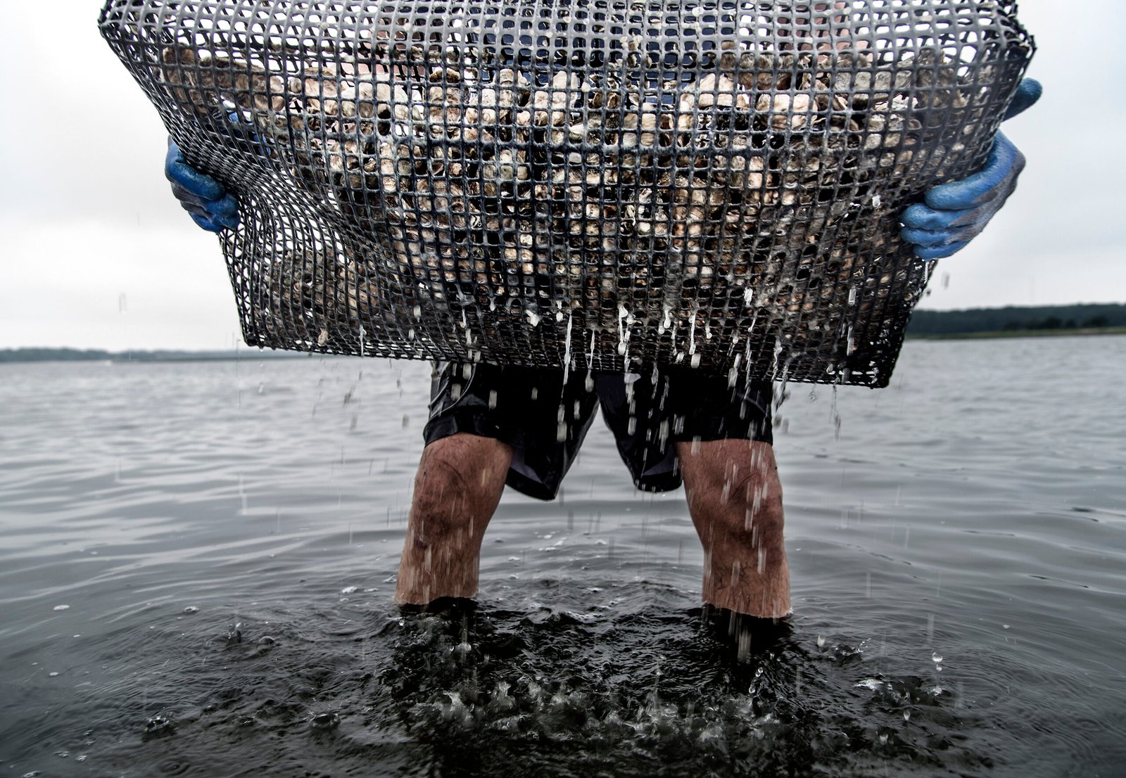 Shell Ring Oyster Company