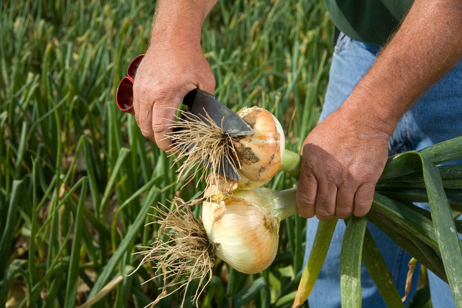 sweet onion capitol of the world