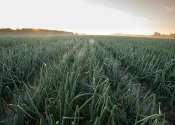 Sweet Onion Bland Farms Feature