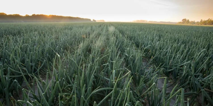 Sweet Onion Bland Farms Feature