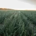 Sweet Onion Bland Farms Feature