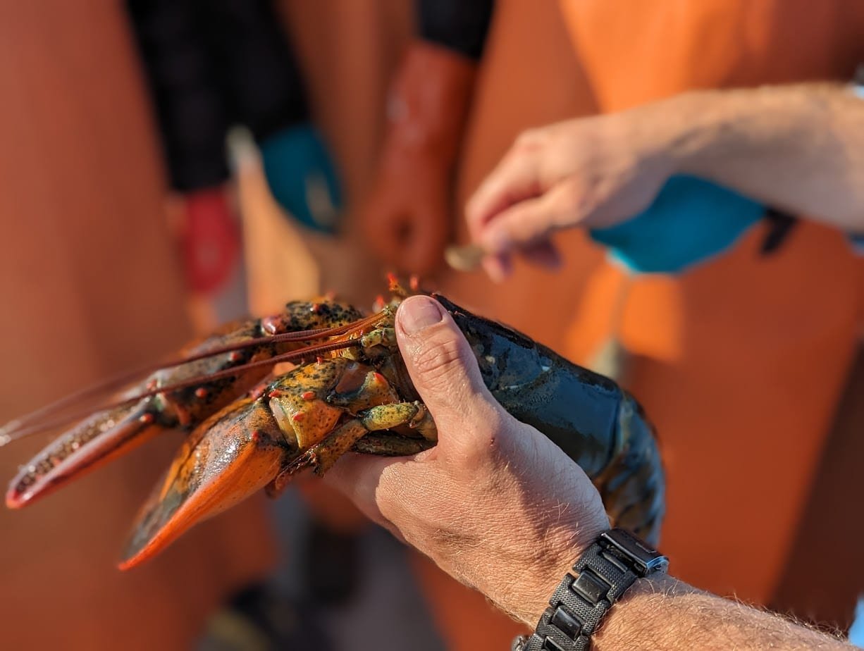 The challenging world of lobstering