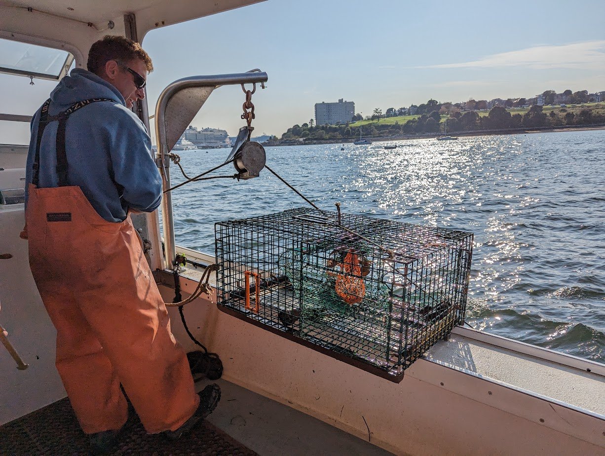 catching lobsters in maine