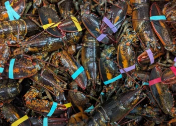Catching Lobsters In Maine Feature