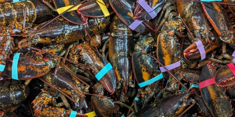 Catching Lobsters In Maine Feature