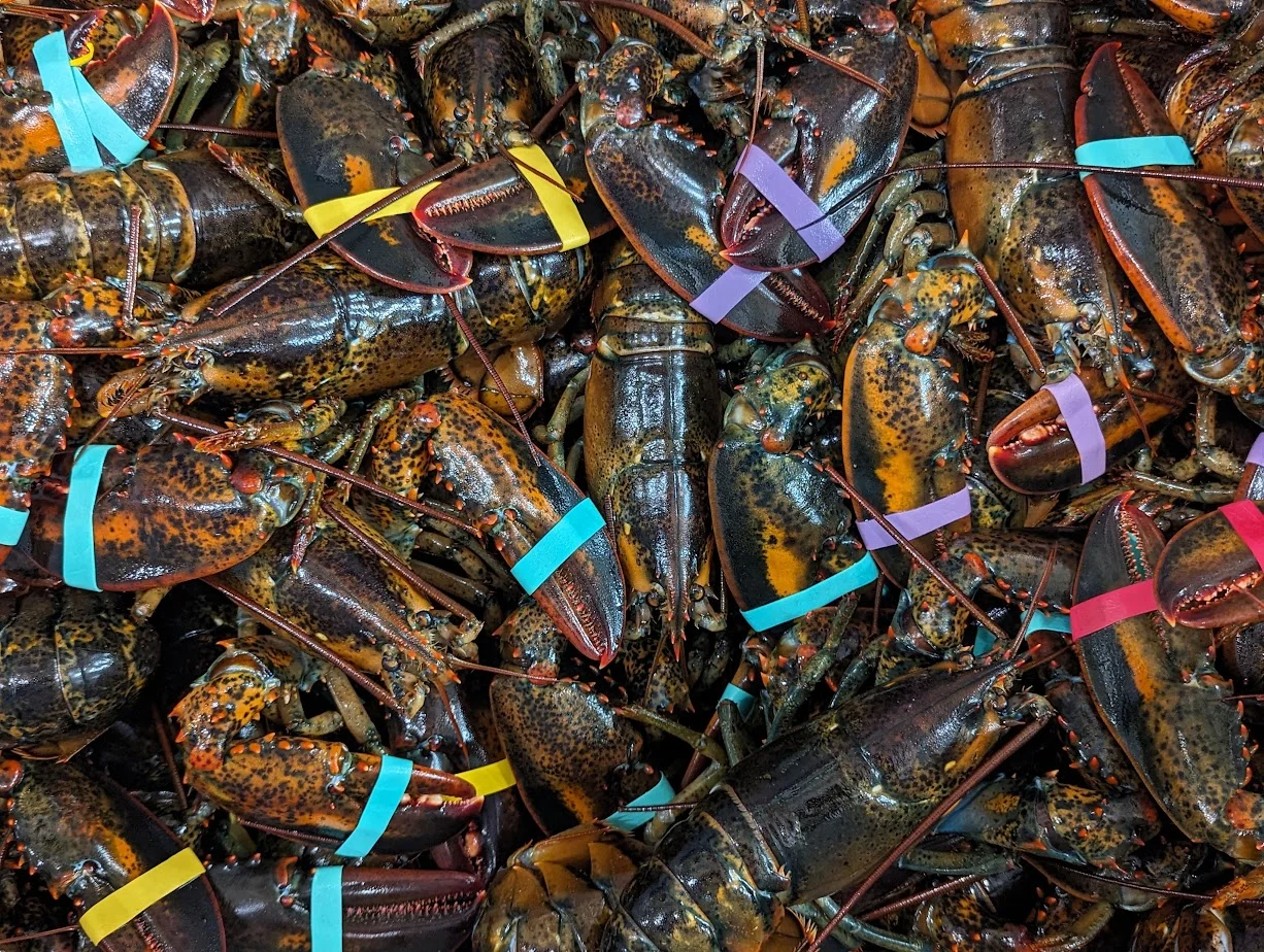 Playground Earth Portland Maine. Lobsters