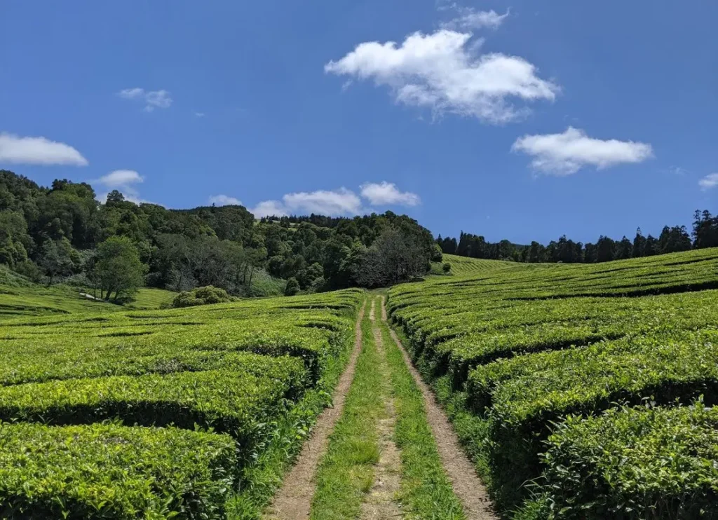 Tea Fields in Sao Miguel Azores