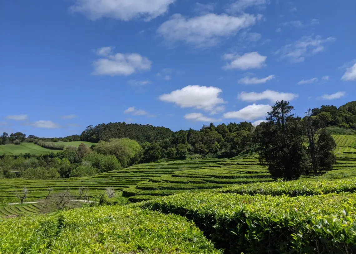 Tea Fields in Sao Miguel Azores Long Walk