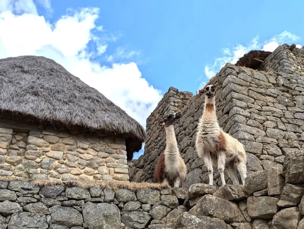Visiting Machu Picchu