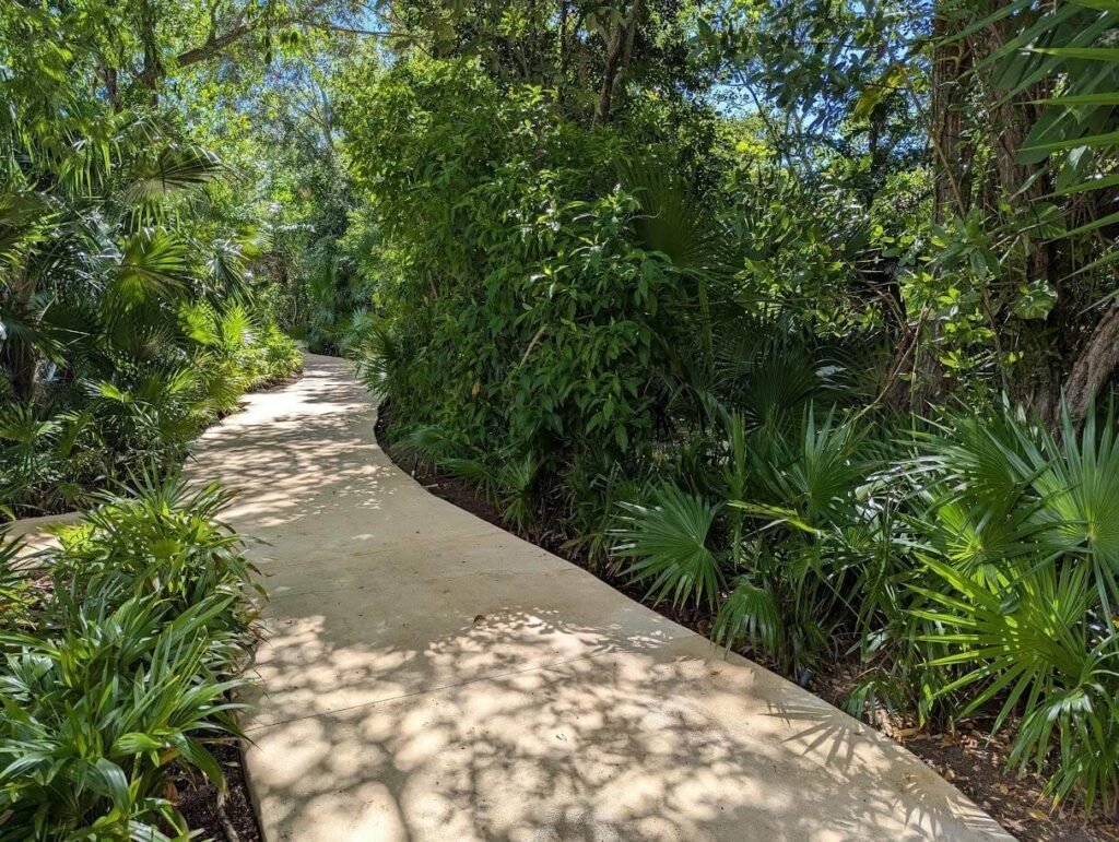 Path through a lush green forest