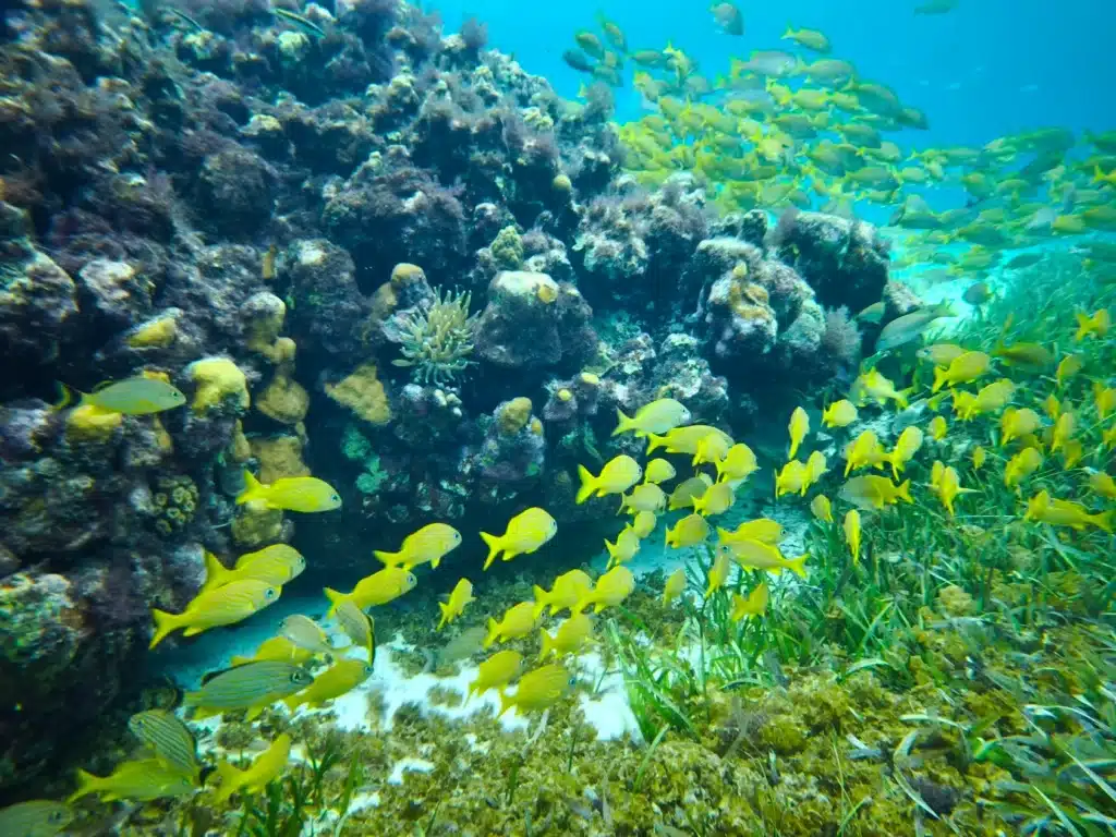Snorkeling Where the Reef Meets the Rain Mexican Adventure Tours