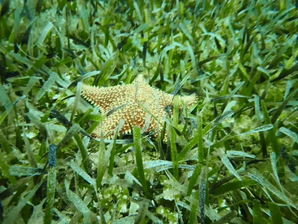 Ocean Grass with Stars