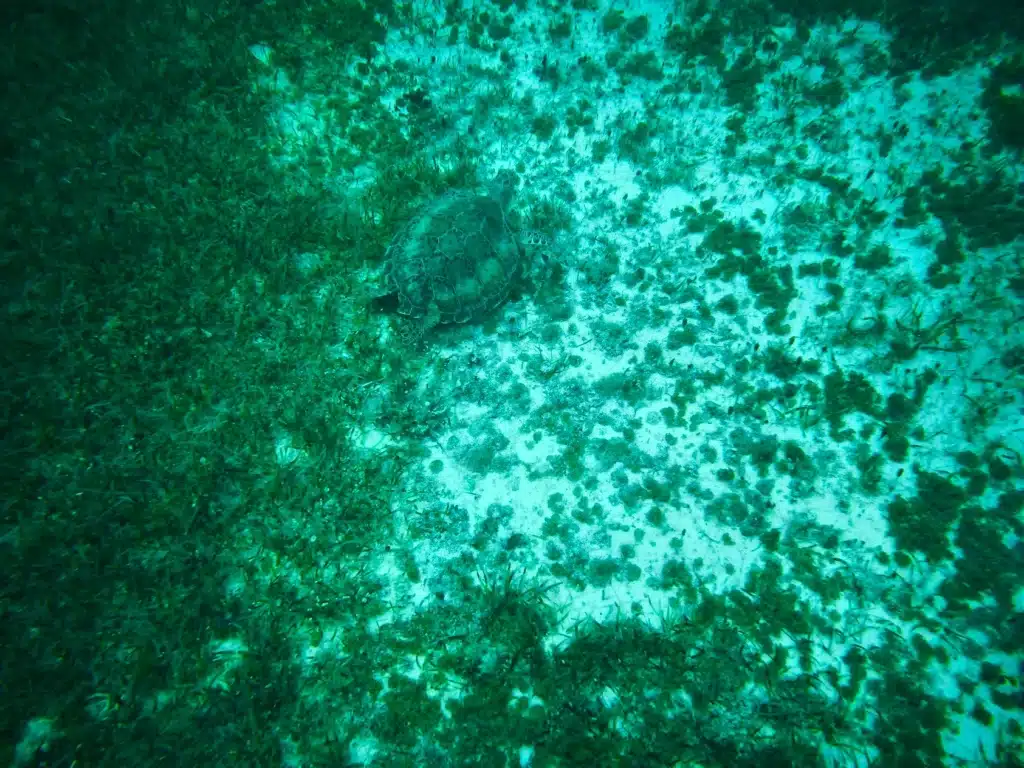 Mexican Adventure Tours. Turtle